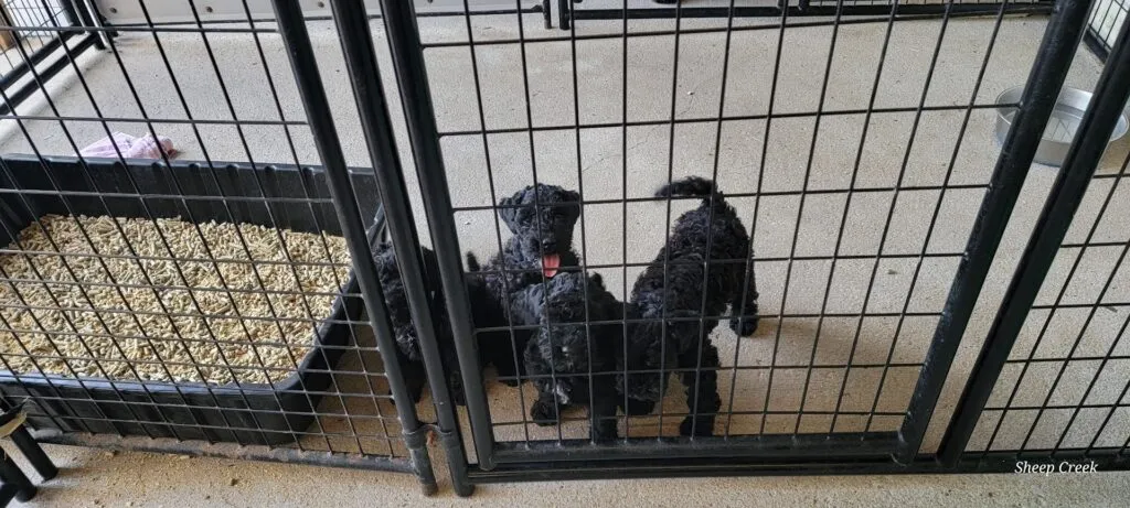 Young Kerry Blue Terrier puppies behind a gate, showing early litter box training and a clean living environment.