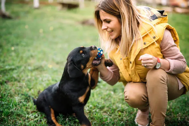 Young woman teaching a small black puppy to fetch a red ball, highlighting object retrieval training