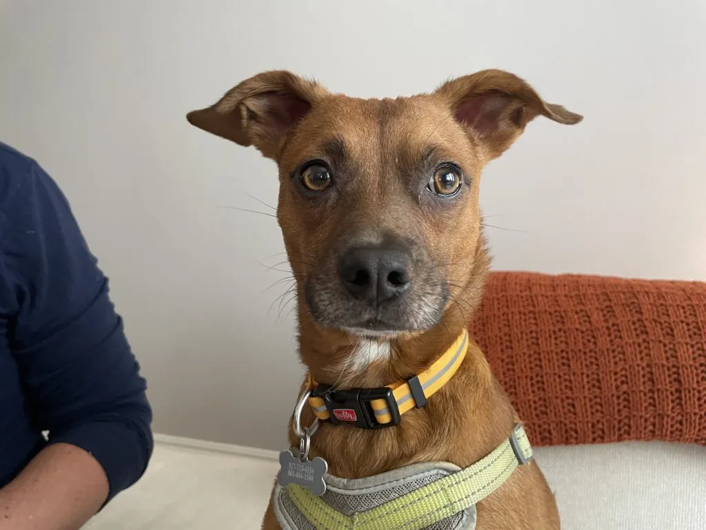 Zuma - Dog Acting Agressive to Strangers