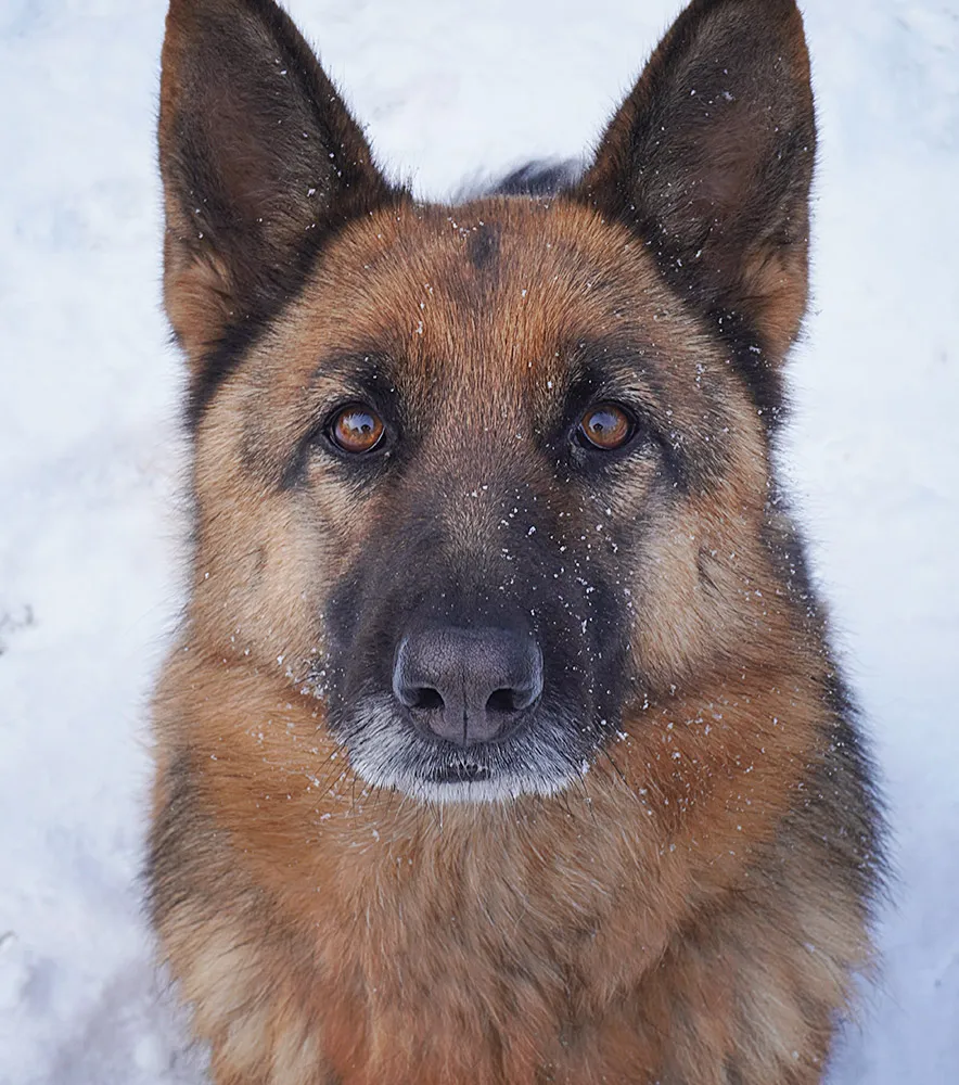 10 Best Psychiatric Service Dog Breeds overview