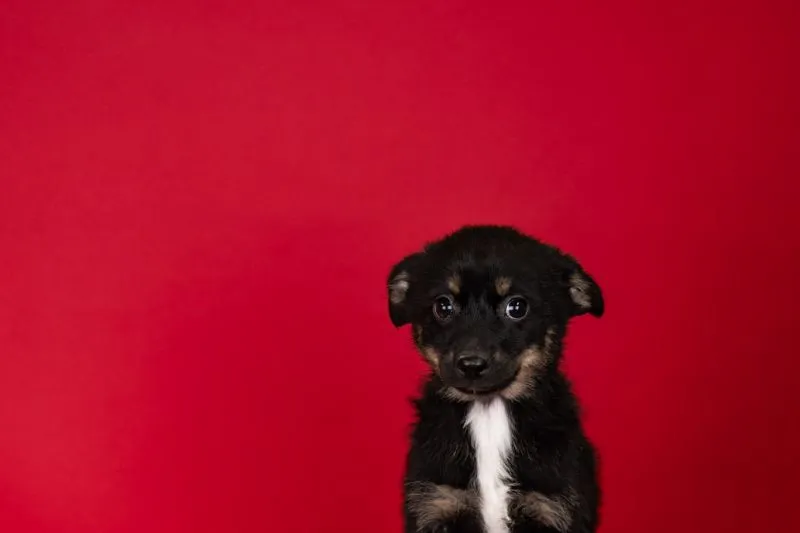 13-week-old Chihuahua Mix puppy Remy adopted