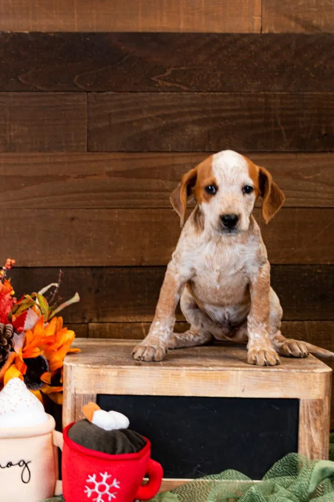 15-week-old male Hound Mix puppy