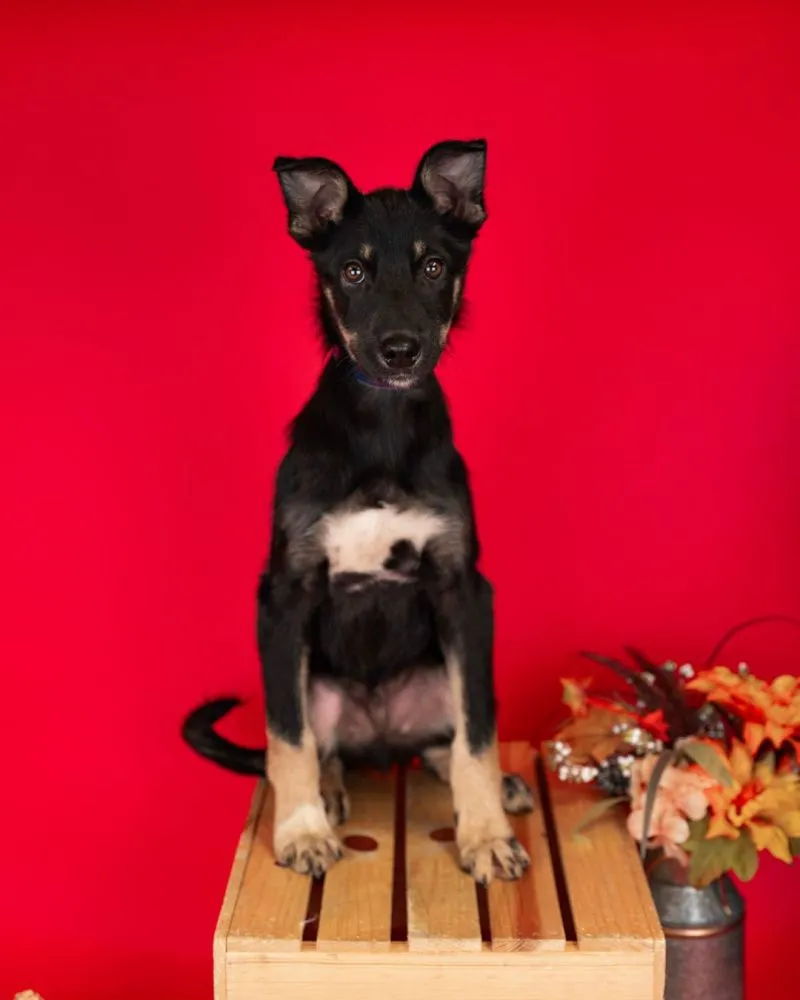 17-week-old male Husky German Shepherd Mix puppy