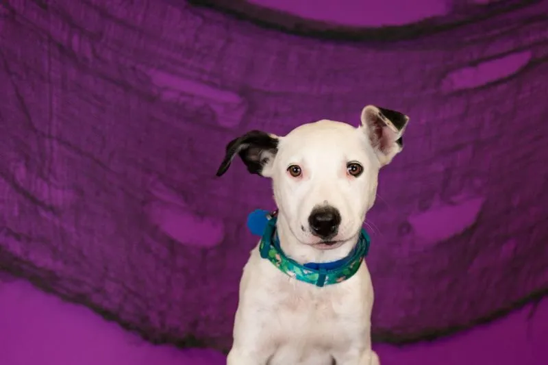 5-month-old Pit Bull Mix puppy recently adopted
