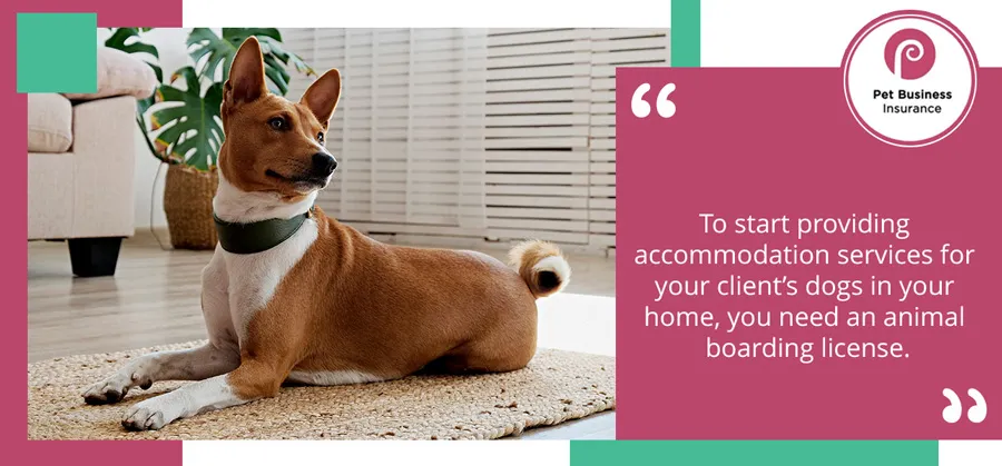 A Basenji dog laying on a wicker rug, representing the need for an animal boarding license.