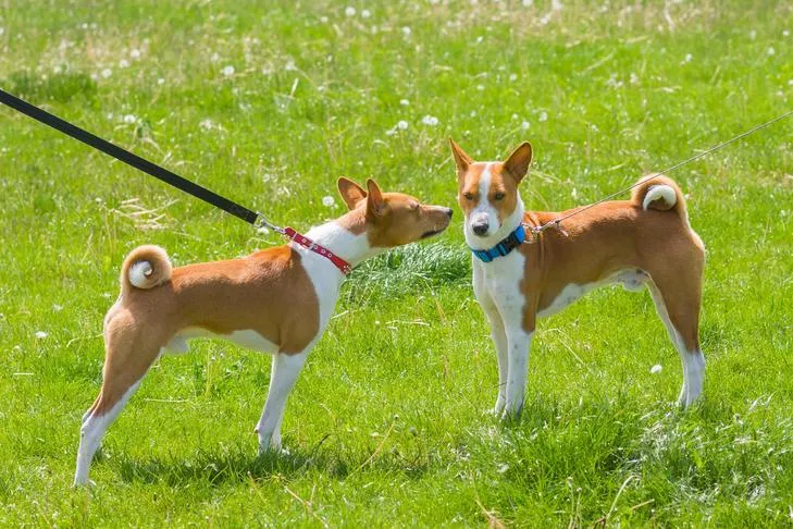 A Basenji puppy on a leash meeting another dog in an open field, demonstrating controlled interaction.