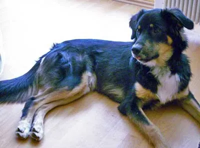 A beautiful Australian Shepherd Lab mix with striking eyes, sitting attentively.