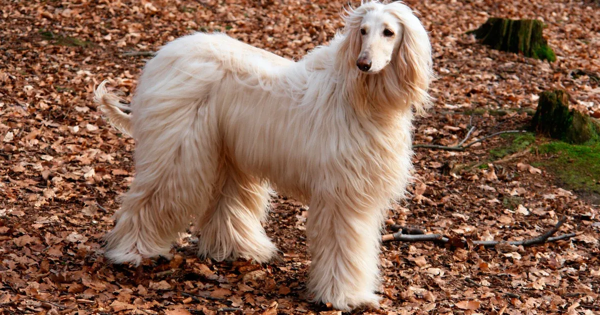 A beige Afghan Hound with long, flowing hair.