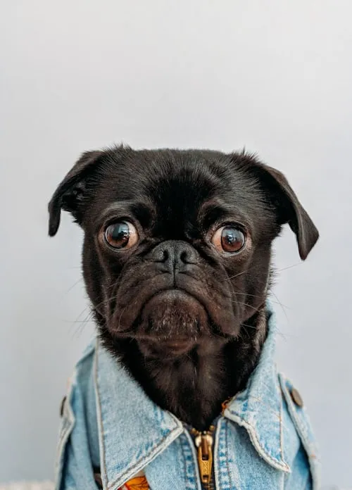 A black labrador looking attentively at the camera with its ears perked up