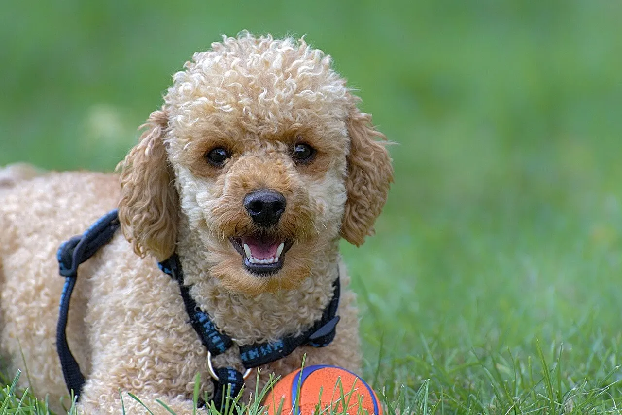 A black Miniature Poodle sitting attentively, showcasing its intelligent and calm demeanor, ideal for therapy dog roles.