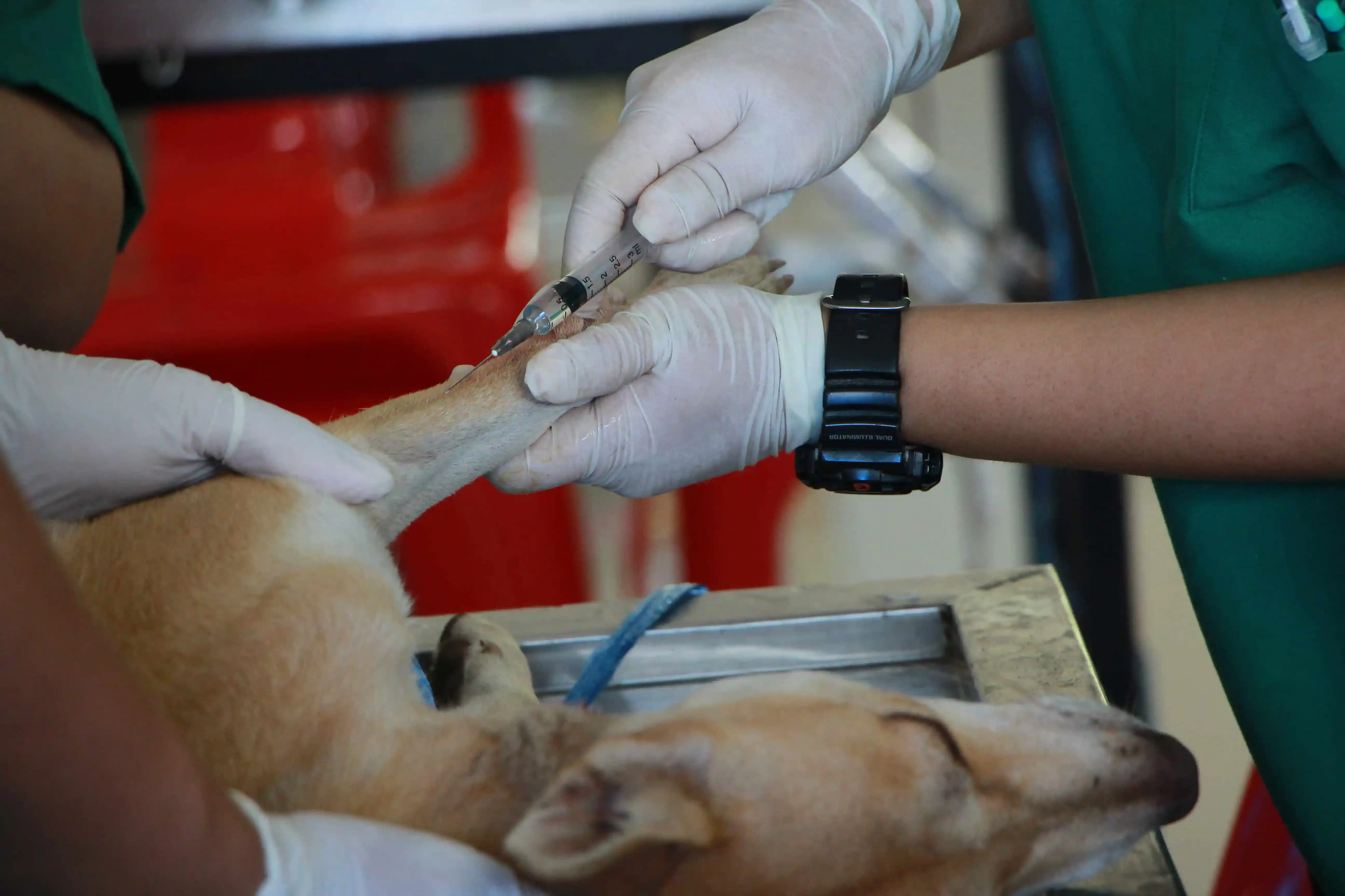 A bottle of deworming medicine for dogs