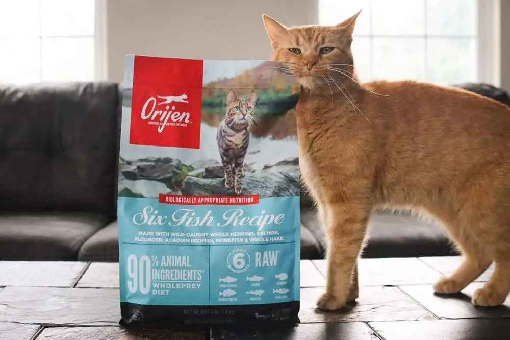 A bowl of Orijen Six Fish dry cat food with a cat sniffing it, showcasing typical kibble appearance.