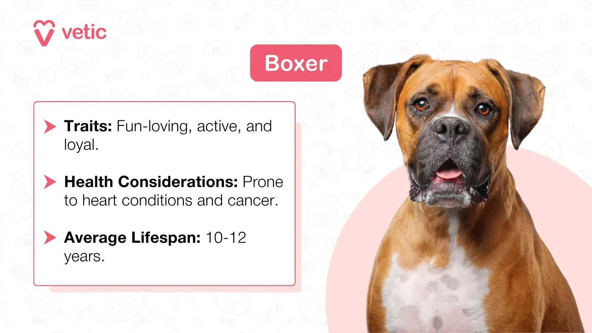 A Boxer dog standing in profile, tongue out.