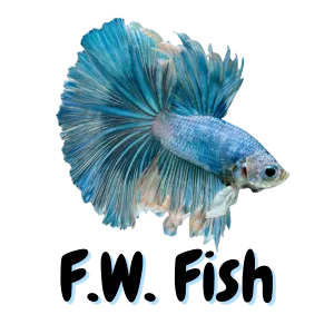 A brightly colored Betta fish swimming in a planted aquarium