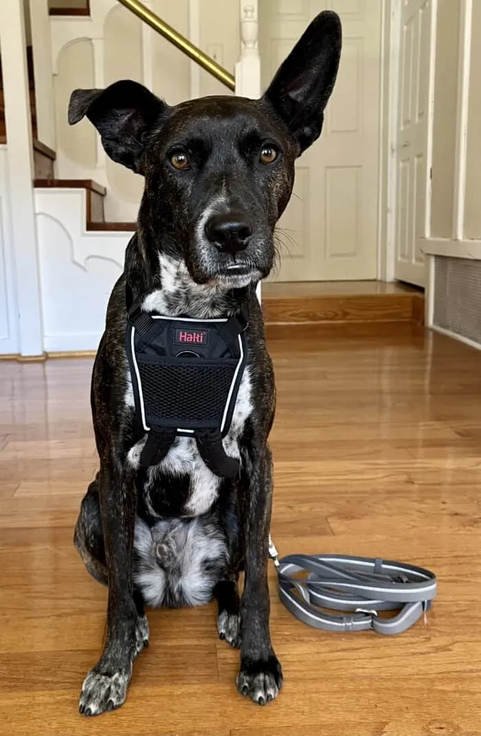 A brindle dog confidently posing in a sleek black Halti no-pull harness, highlighting its sturdy design.