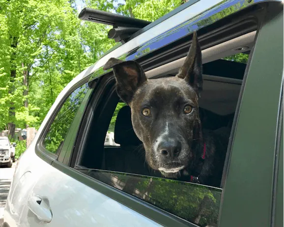 A brindle dog peacefully sitting in the back seat of a car, looking out the window during a road trip.