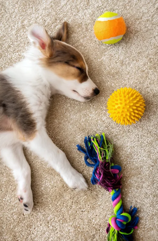 A brown and white puppy lays on the floor asleep surrounded by dog toys