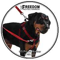 A brown Greyhound wearing a black 2 Hounds Design Freedom No-Pull Harness, standing calmly on a leash.