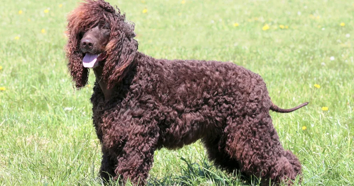 A brown Irish Water Spaniel with curly, dense fur.