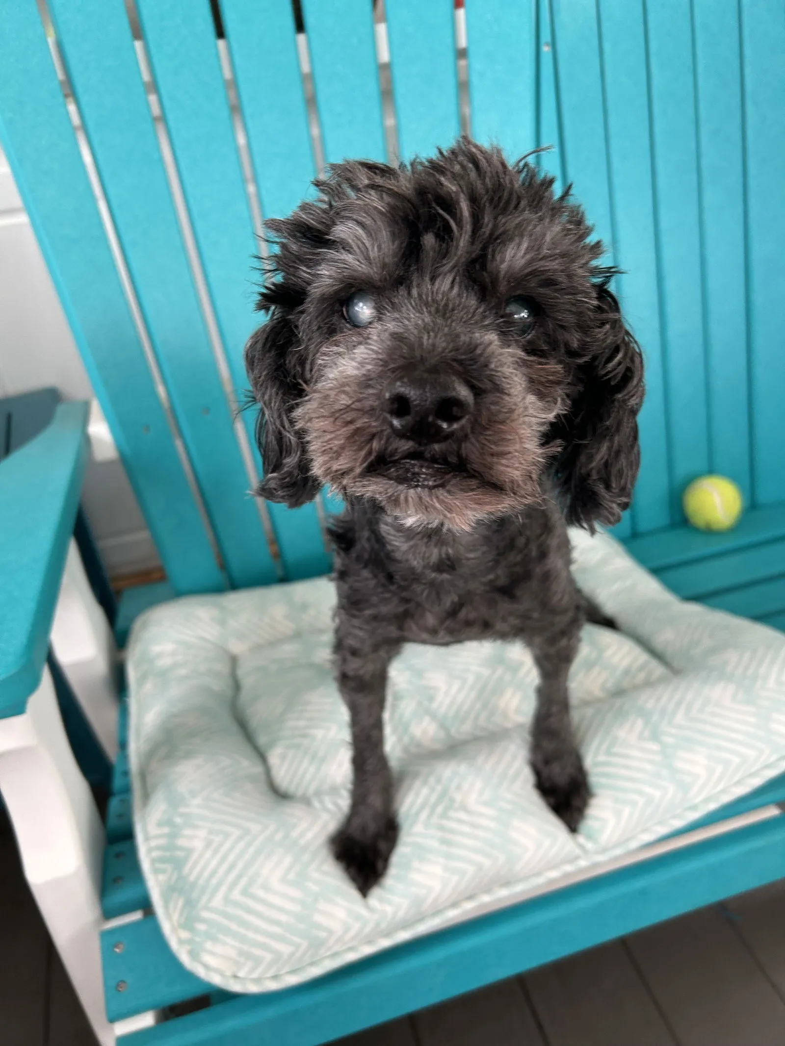 A brown Poodle mix named Leo sitting patiently in a grassy yard