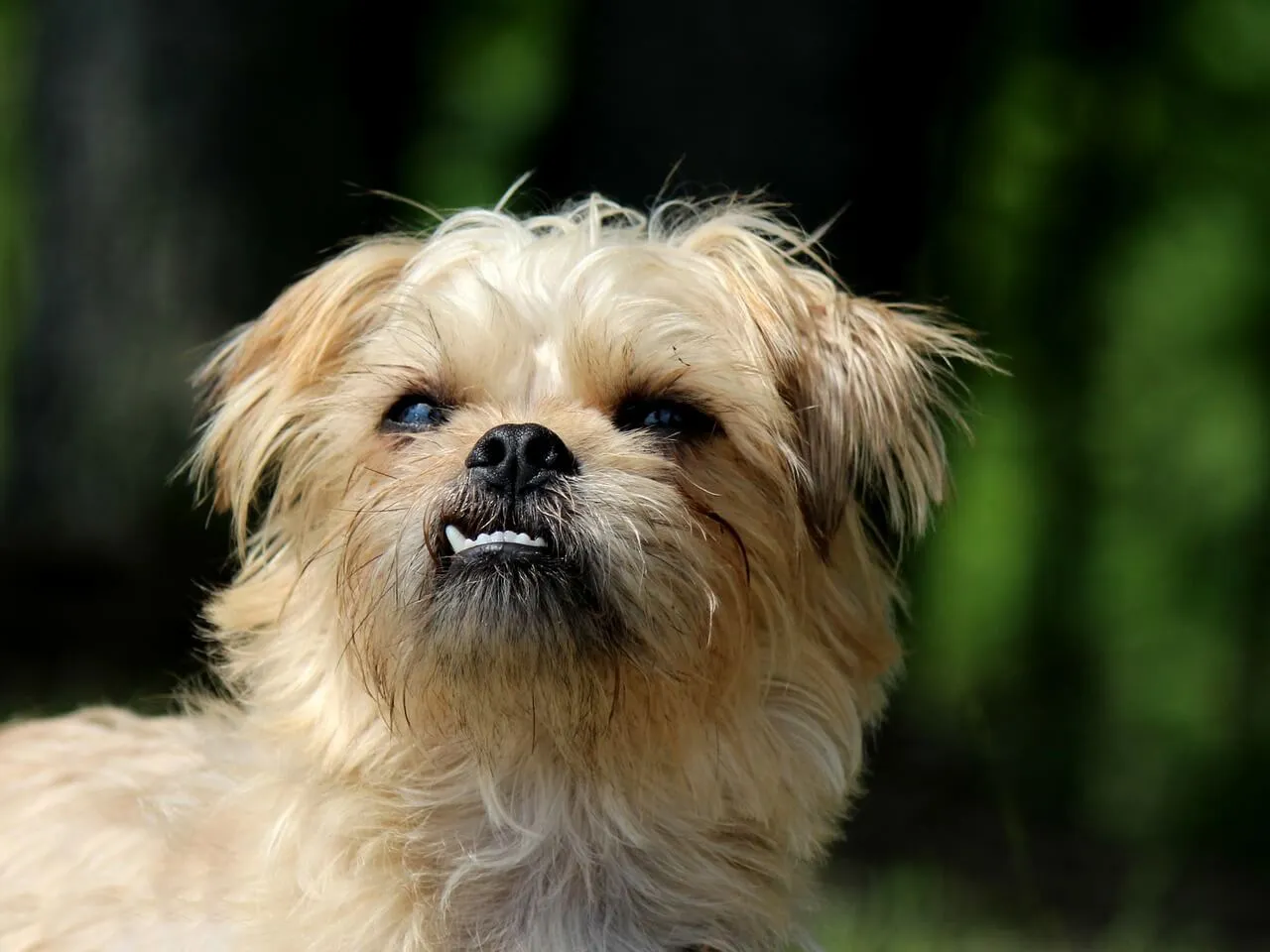 A Brussels Griffon dog with a distinctive "monkeyface" expression and wiry fur, looking alert and charming, suitable for therapy work.