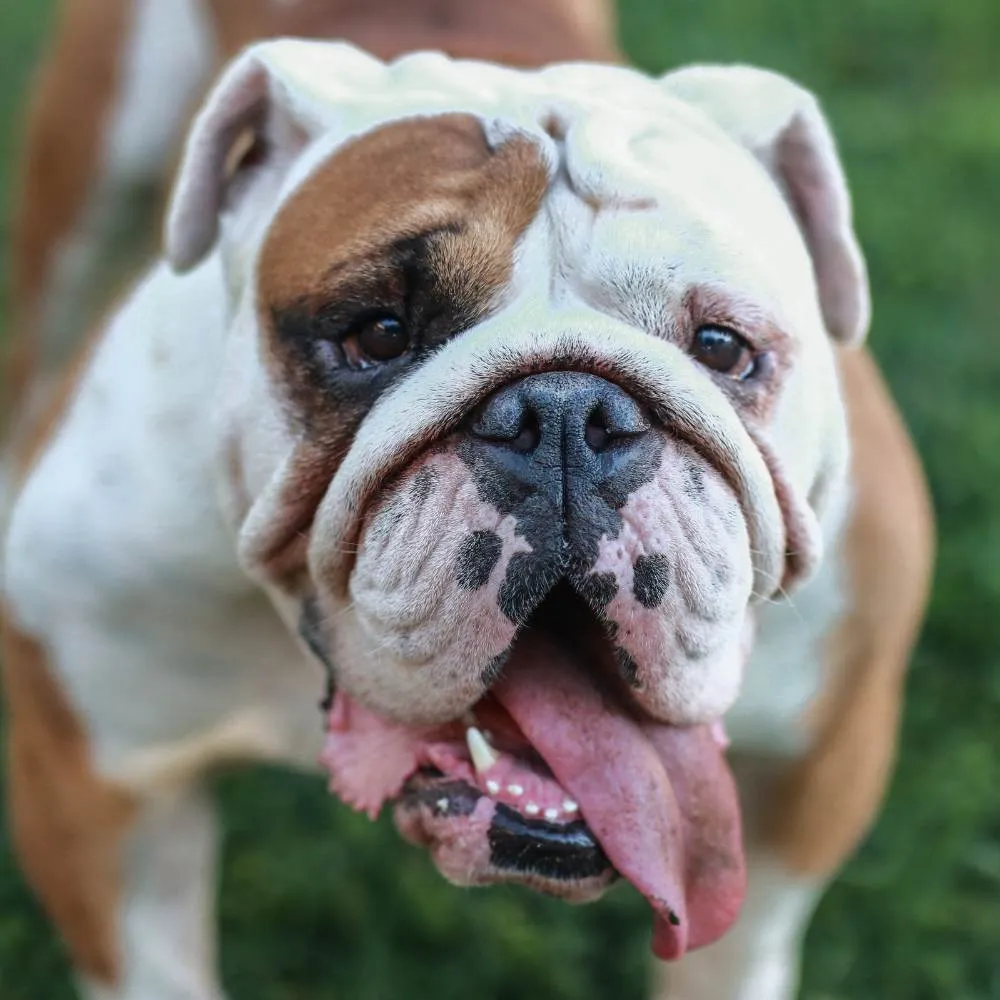 A bulldog standing