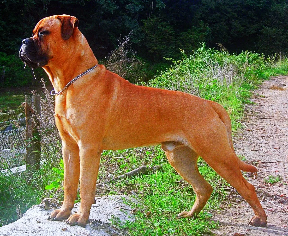 A Bullmastiff on guard