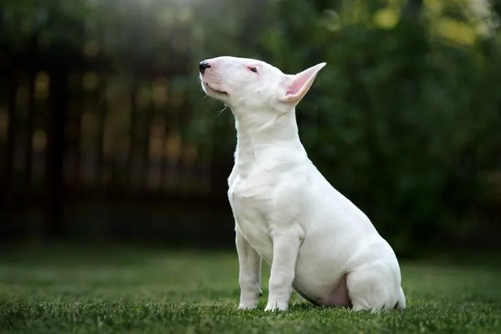 A calm Bull Terrier puppy sits patiently in a grassy yard, demonstrating appropriate greeting posture.