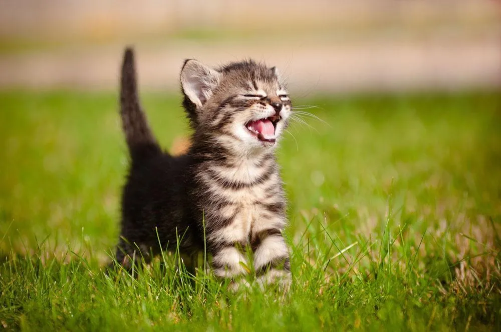 A cat showing signs of skin irritation, possibly due to allergies