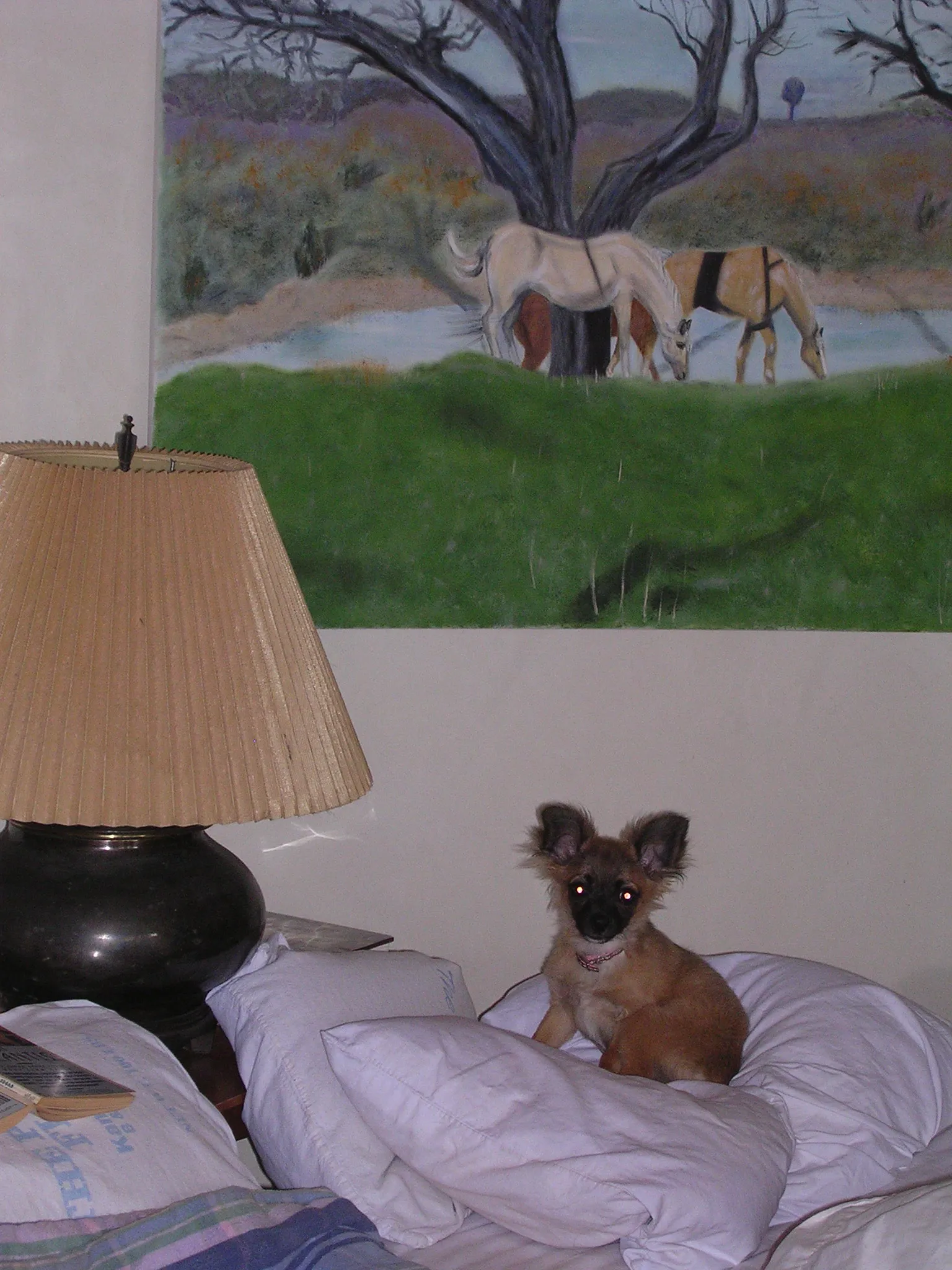 A Chihuahua playing