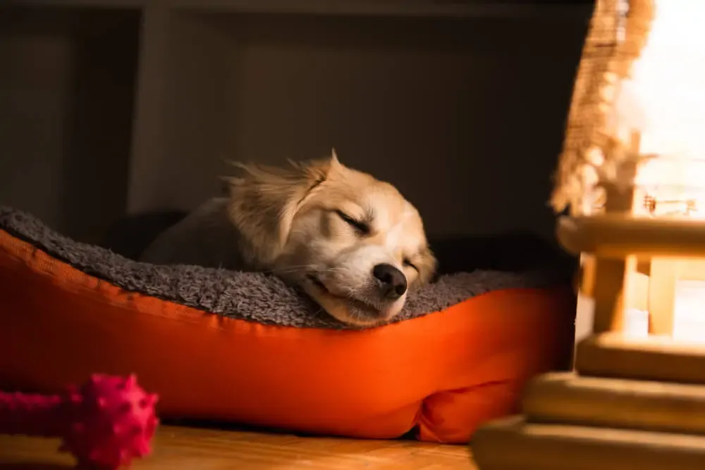 A close-up of dry dog food kibble in a bowl, suitable for a dog with a sensitive stomach