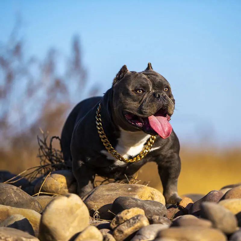 A close-up shot of a luxurious gold Cuban link dog collar, highlighting the intricate interlocking design and shiny finish.