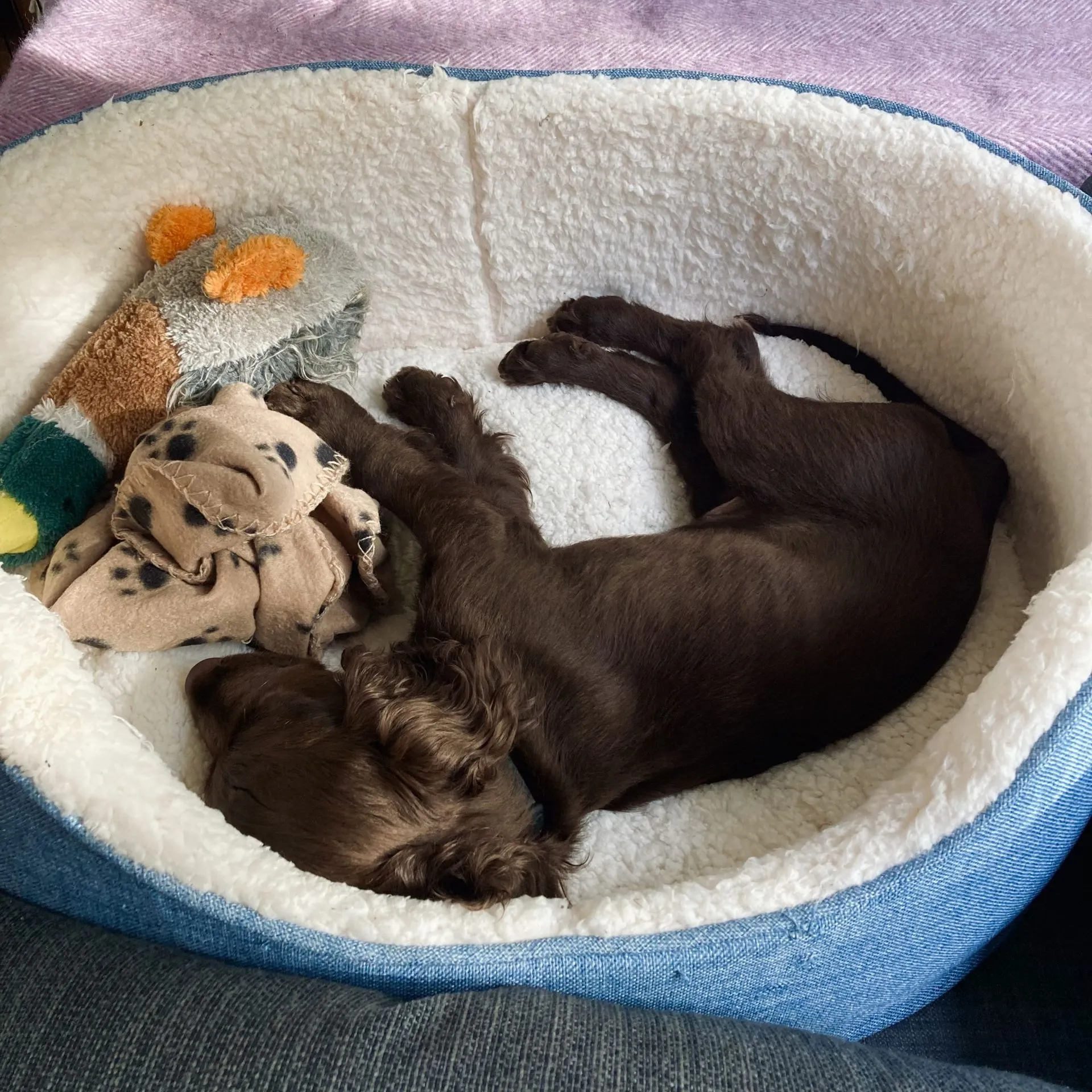 A cocker spaniel puppy sleeping peacefully in its bed.