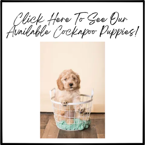 A collection of available Cockapoo puppies