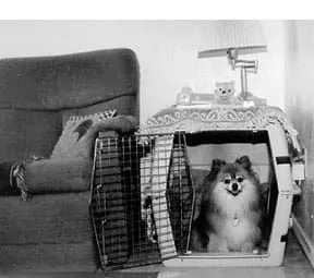 A comfortable dog crate setup with a soft pad inside