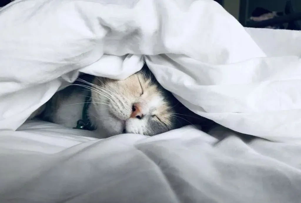 A content cat sleeping soundly between soft blankets with only its head visible