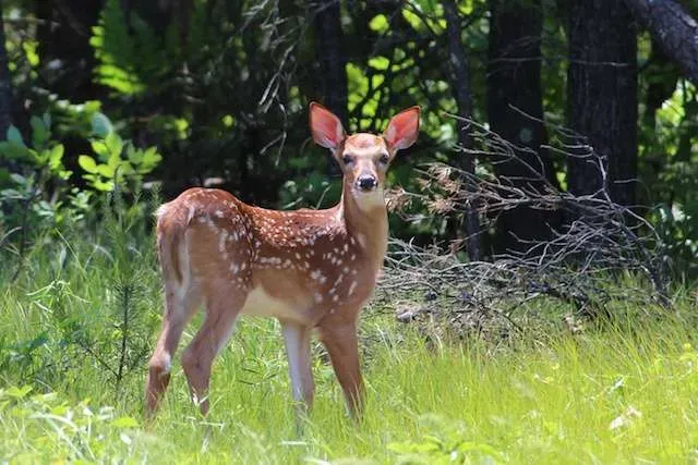 A curious fawn encountered en route to the wolfdog rescue, symbolizing wild freedom