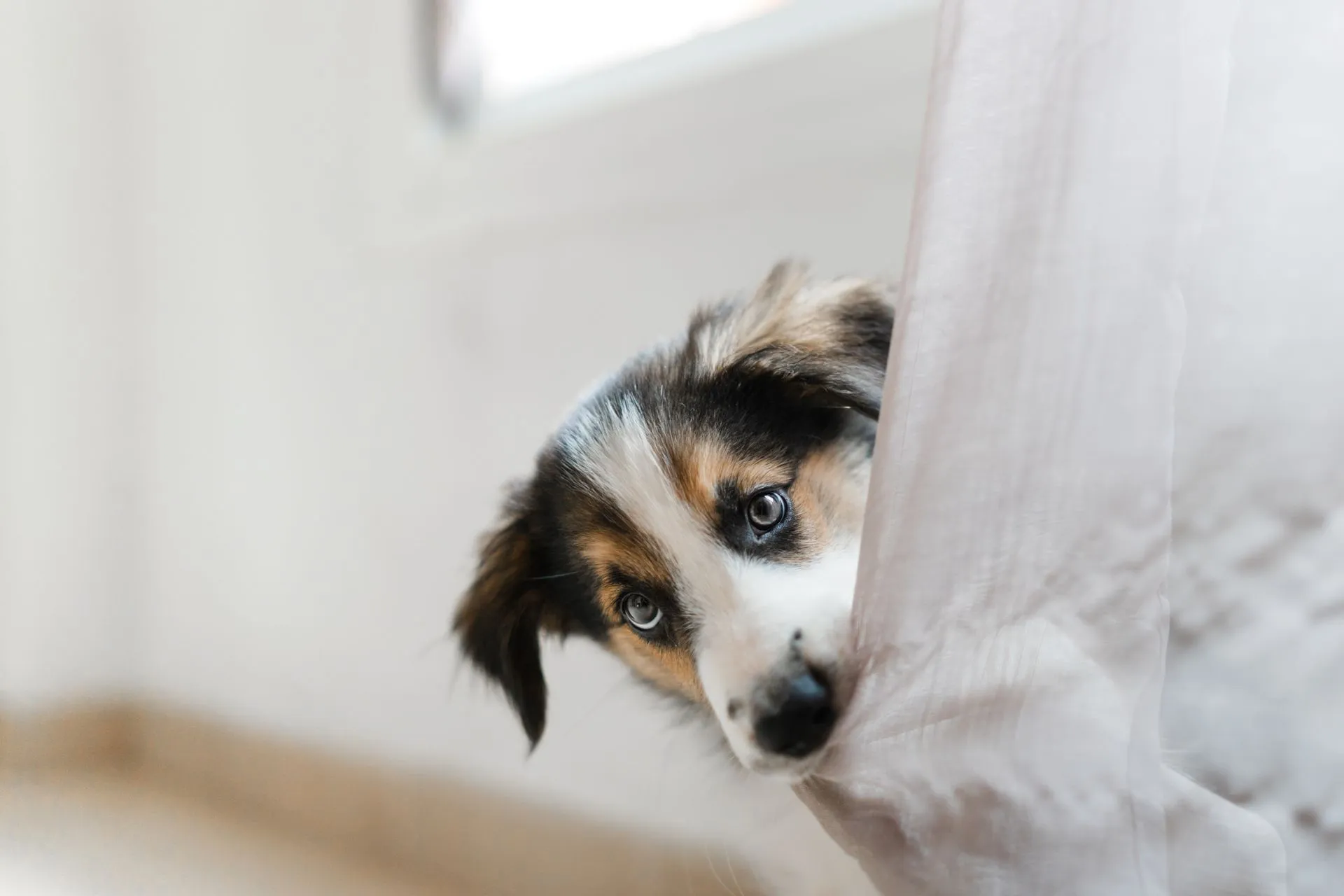 A curious puppy playfully nipping a human hand, demonstrating typical excited biting behavior