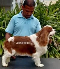 A cute Blenheim Cavalier King Charles Spaniel puppy from Sanram's litter, bright and alert