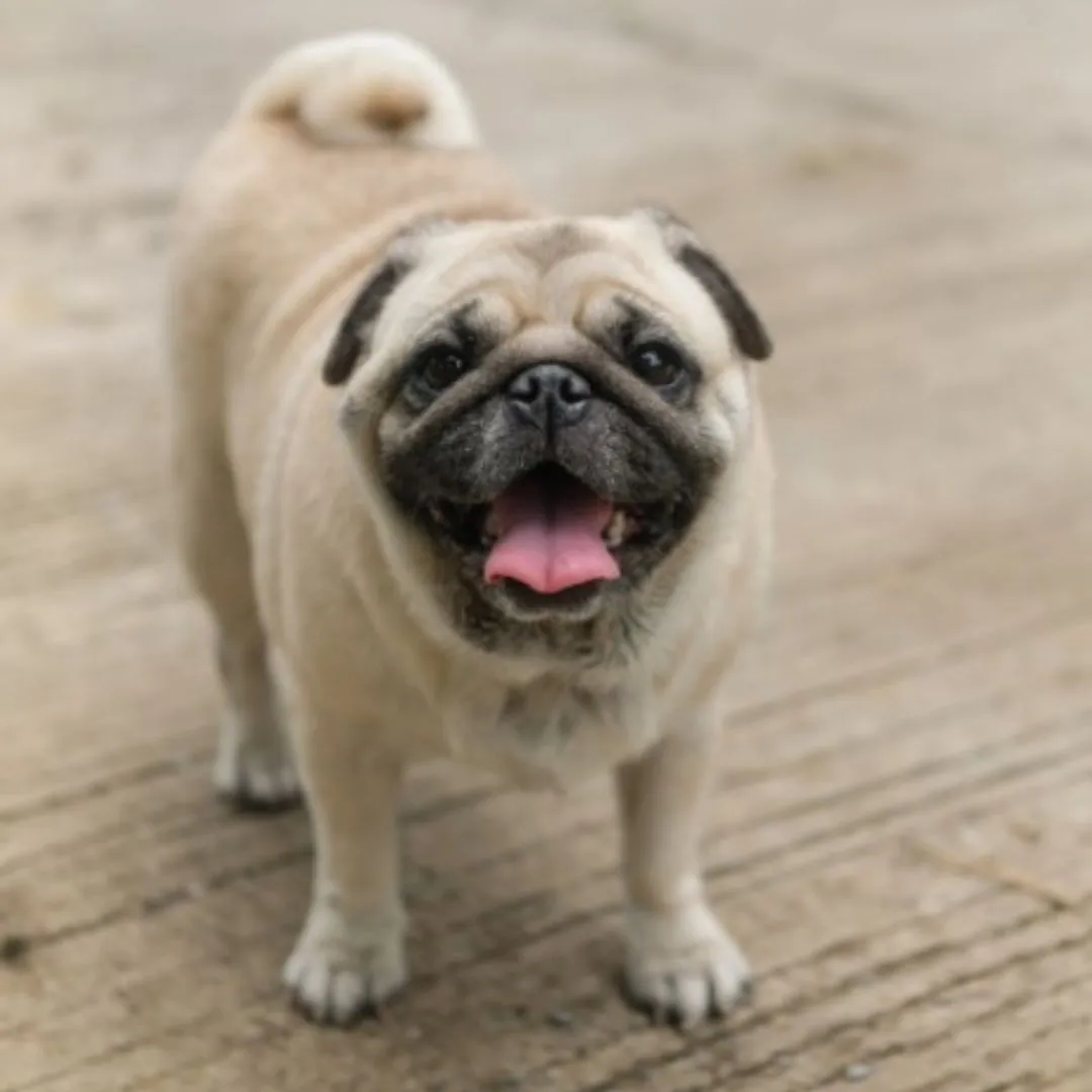A cute Pug dog with its characteristic wrinkled face and curly tail.