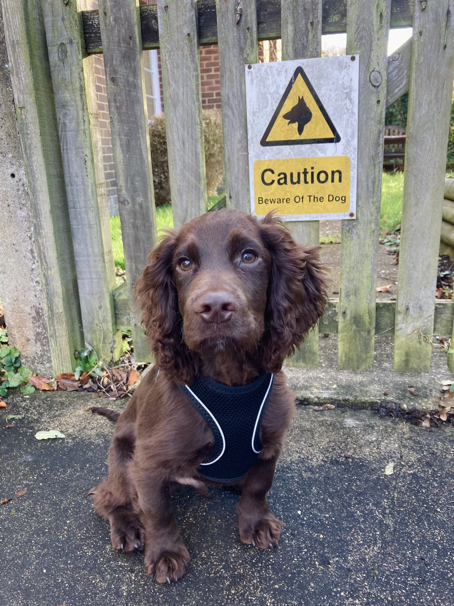 A cute puppy next to a 'Beware of the Dog' sign, highlighting the need for caution around unknown dogs.
