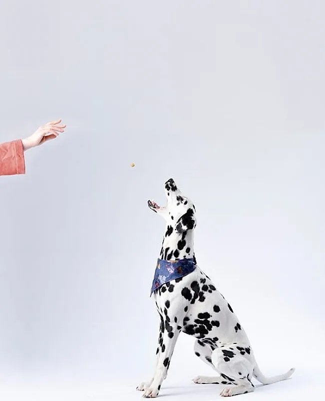 A dedicated veterinary team providing compassionate care to a beloved pet