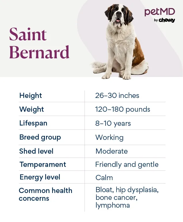 A detailed chart depicting the characteristics of a Saint Bernard breed