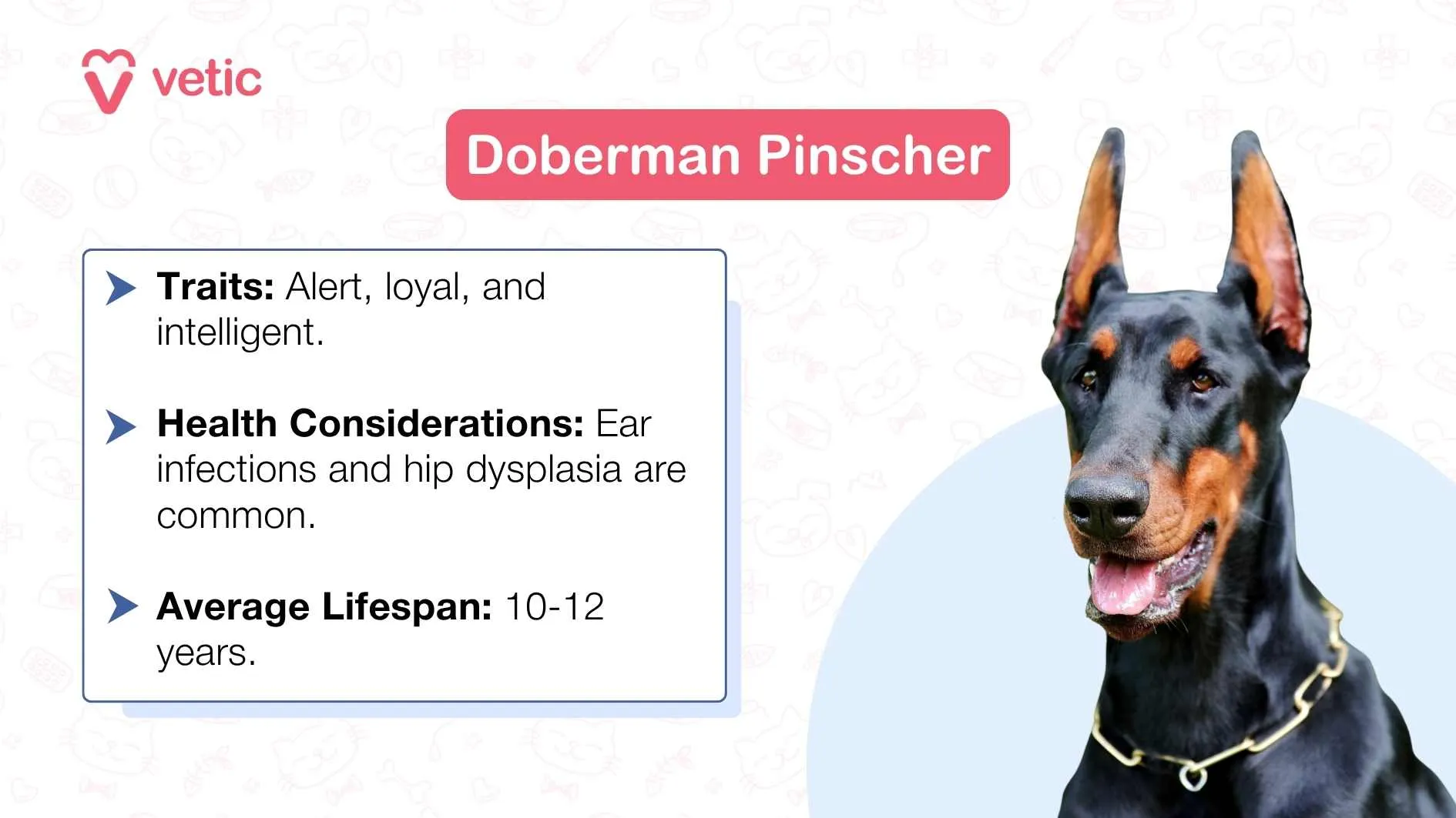 A Doberman Pinscher dog sitting.