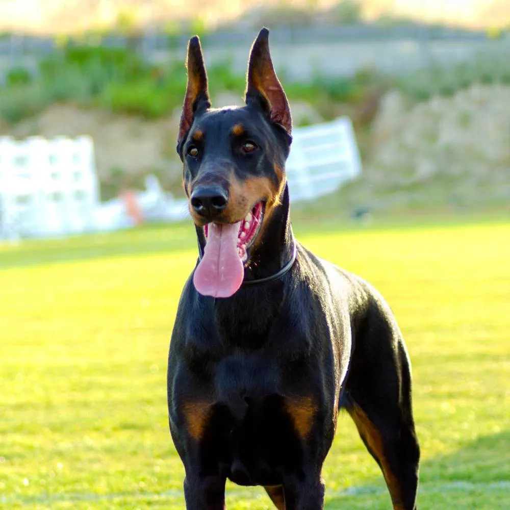 A doberman pinscher standing