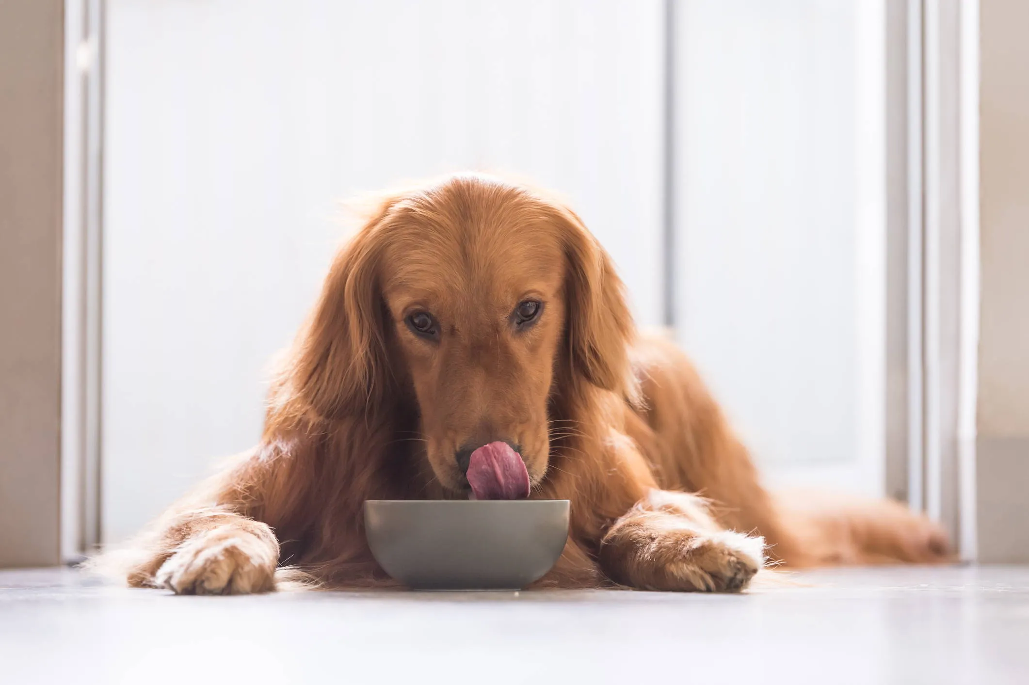 A dog attentively watching a bowl of healthy, natural food, emphasizing mindful eating.