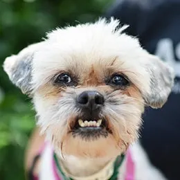 A dog baring its teeth, showing clear signs of aggressive behavior