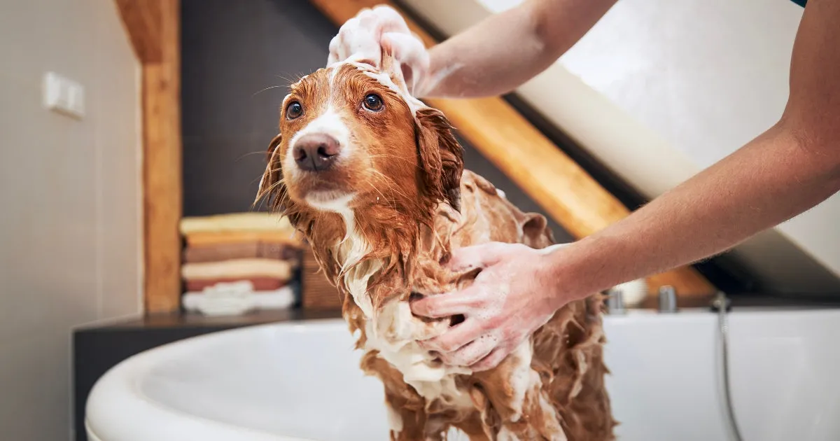 A dog being gently bathed, highlighting grooming for skin health.