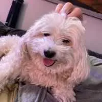 A dog being groomed calmly and professionally