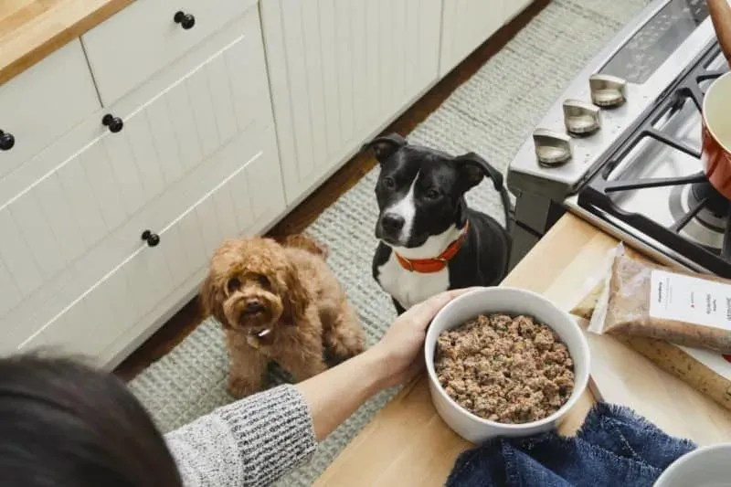 A dog bowl filled with fresh, high-quality human-grade dog food from The Farmer's Dog